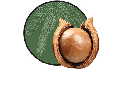macadamia processors South Africa - Mac-Eden Estate